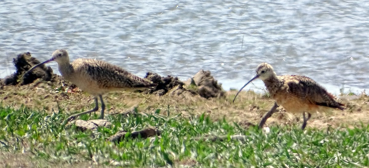 Long-billed Curlew - ML454268541