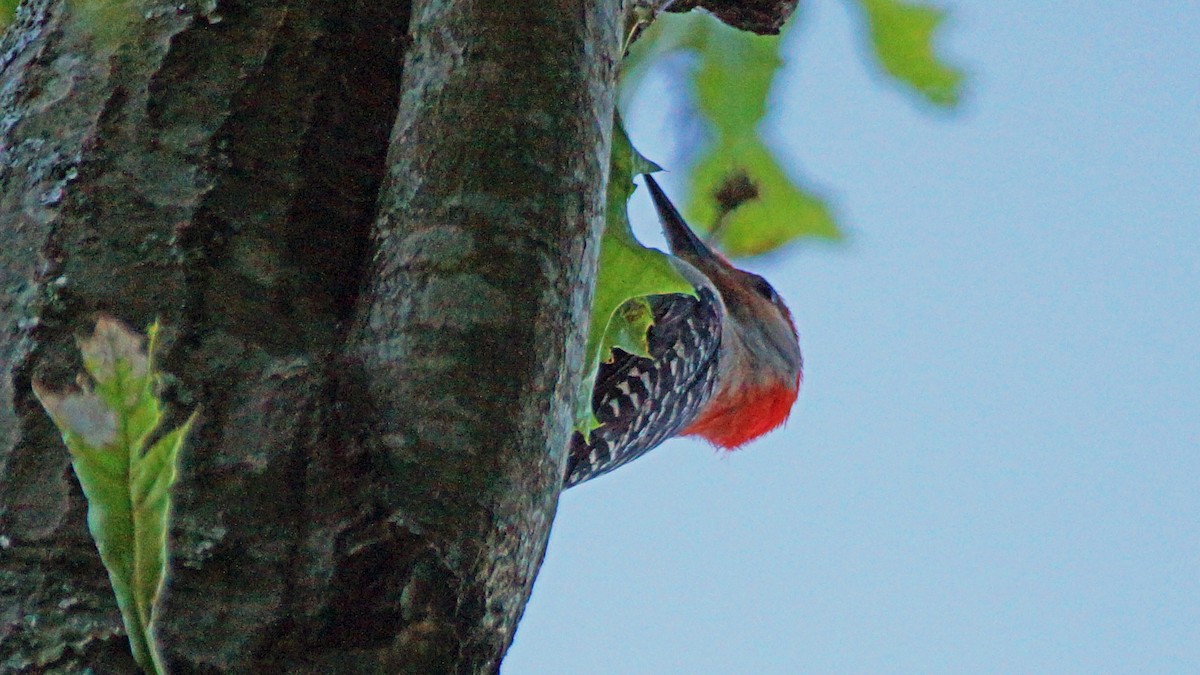 Red-bellied Woodpecker - Skipper Anding