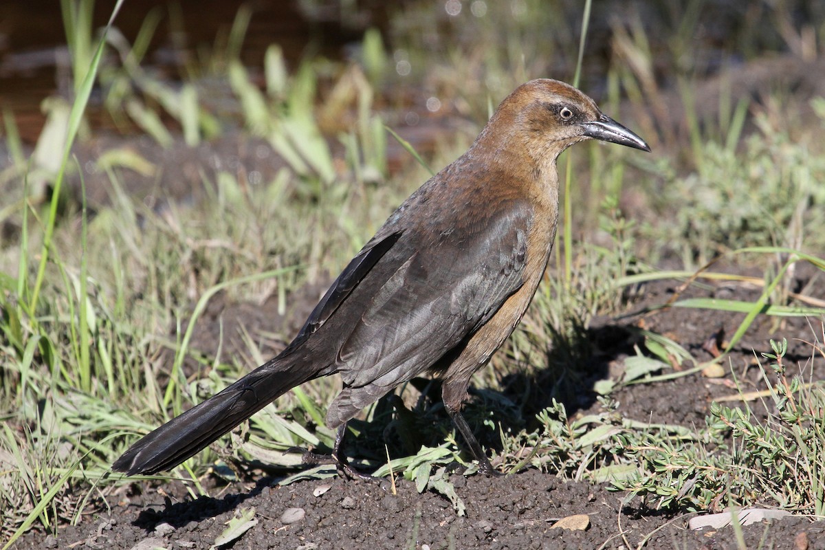 Great-tailed Grackle - Jamie Chavez