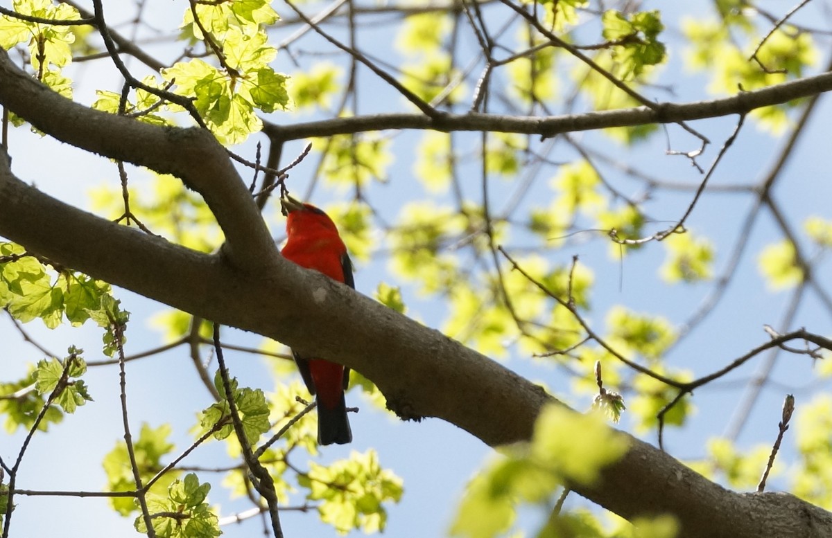 Scarlet Tanager - ML454274201