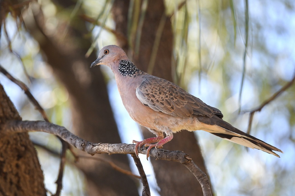 Spotted Dove - ML454277291