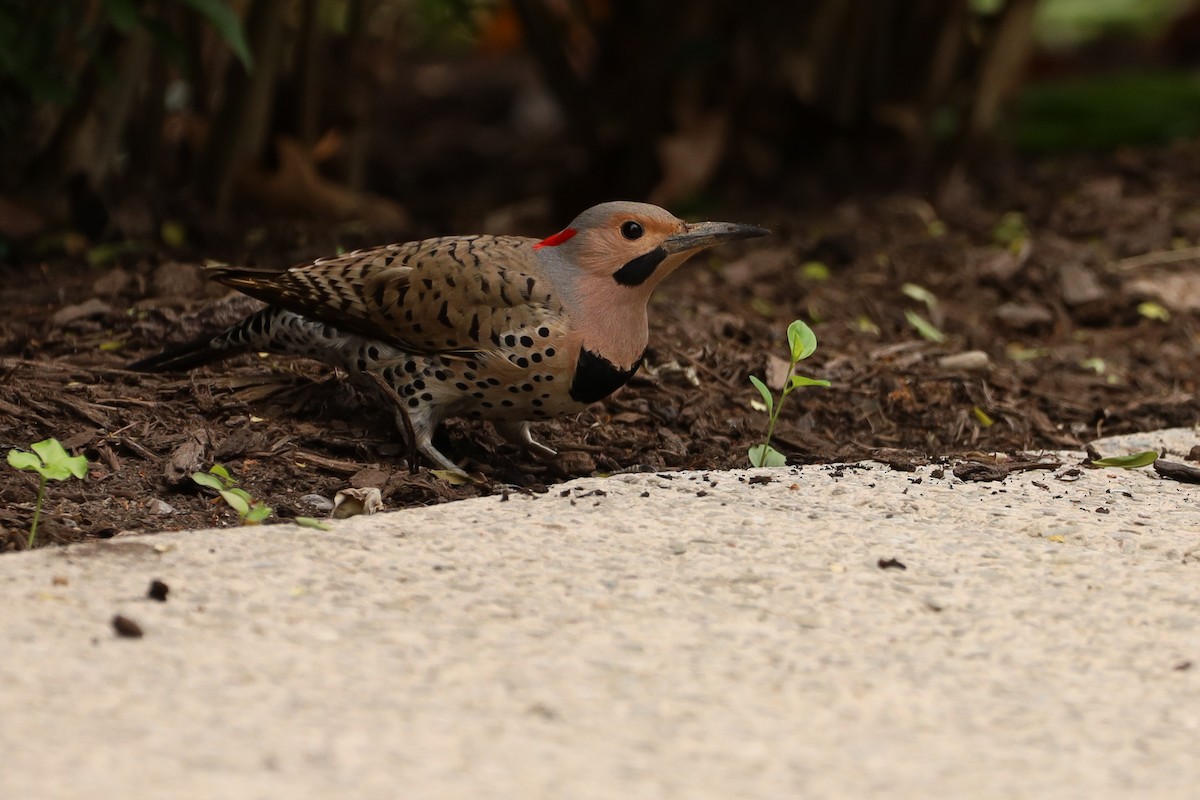 Northern Flicker (Yellow-shafted) - ML454279411