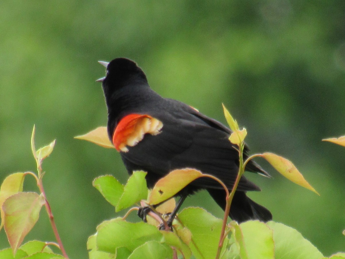 Red-winged Blackbird - ML454279781