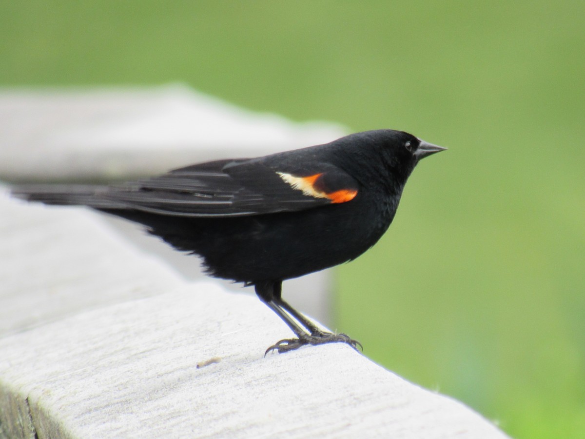 Red-winged Blackbird - ML454280011