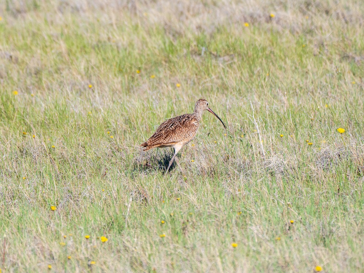 Long-billed Curlew - ML454280161