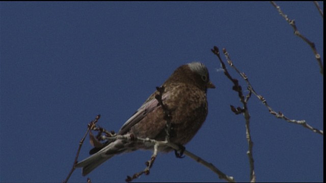 Gray-crowned Rosy-Finch - ML454281