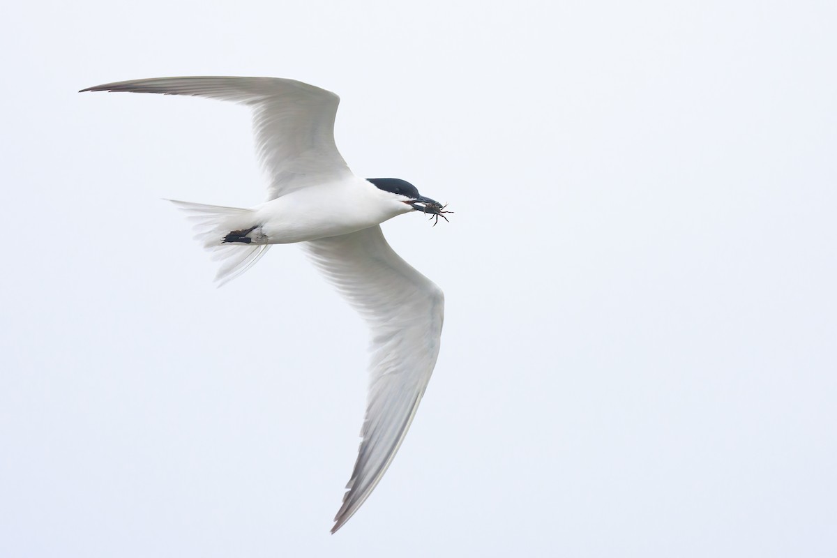 Gull-billed Tern - Ryan Sanderson