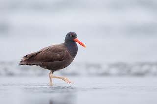 Black Oystercatcher