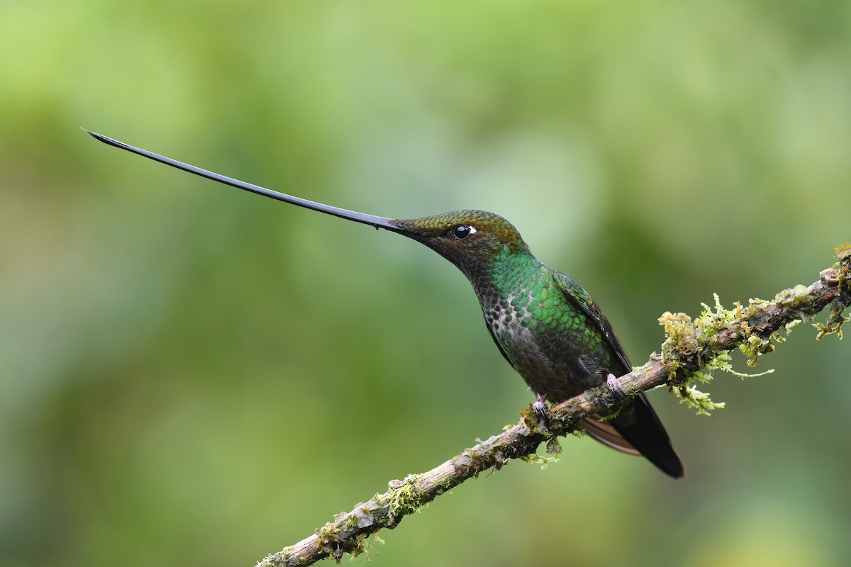 Sword-billed Hummingbird - Dario Hipo