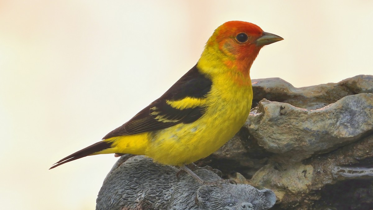Western Tanager - ML454286721