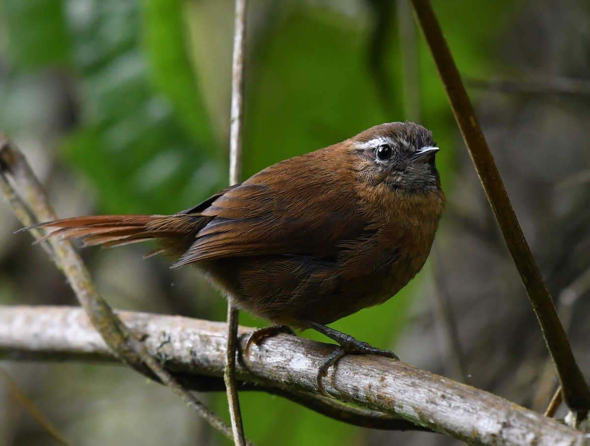 White-browed Spinetail - ML454295181