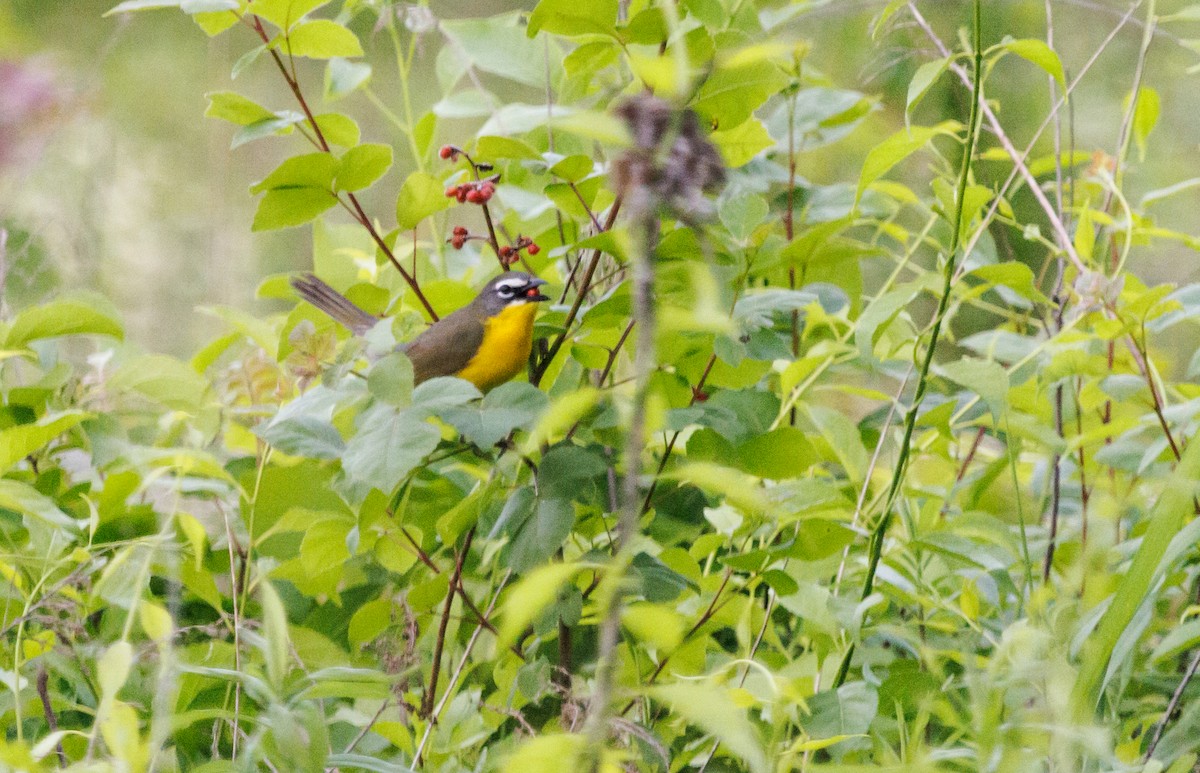 Yellow-breasted Chat - ML454296401