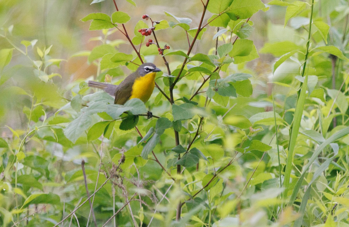 Yellow-breasted Chat - ML454296411