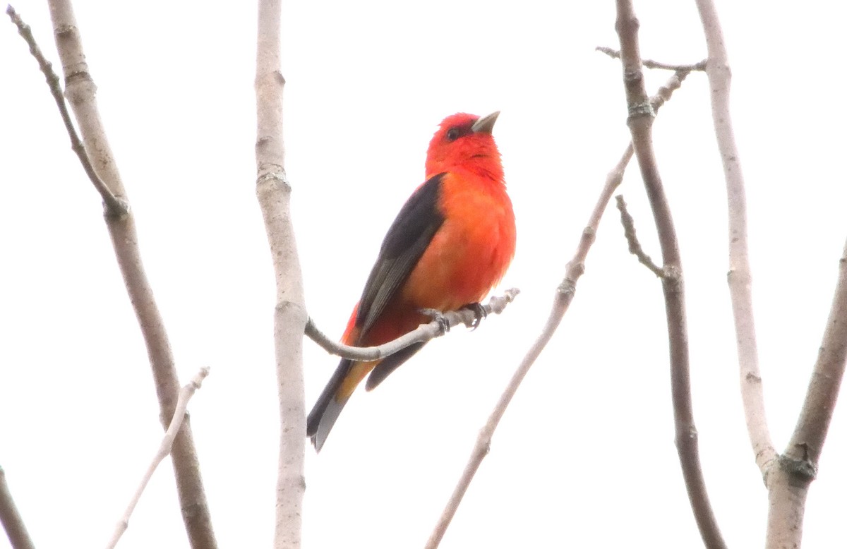 Scarlet Tanager - ML454296471