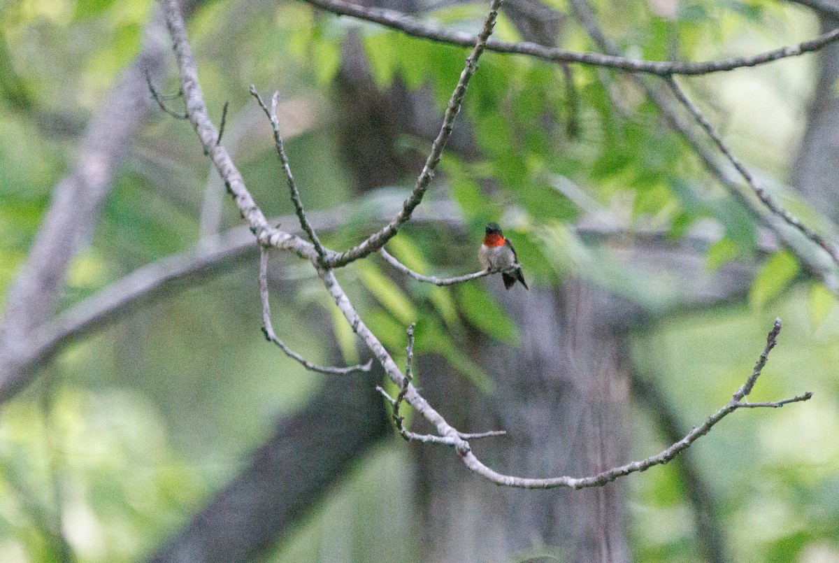 Ruby-throated Hummingbird - ML454297141