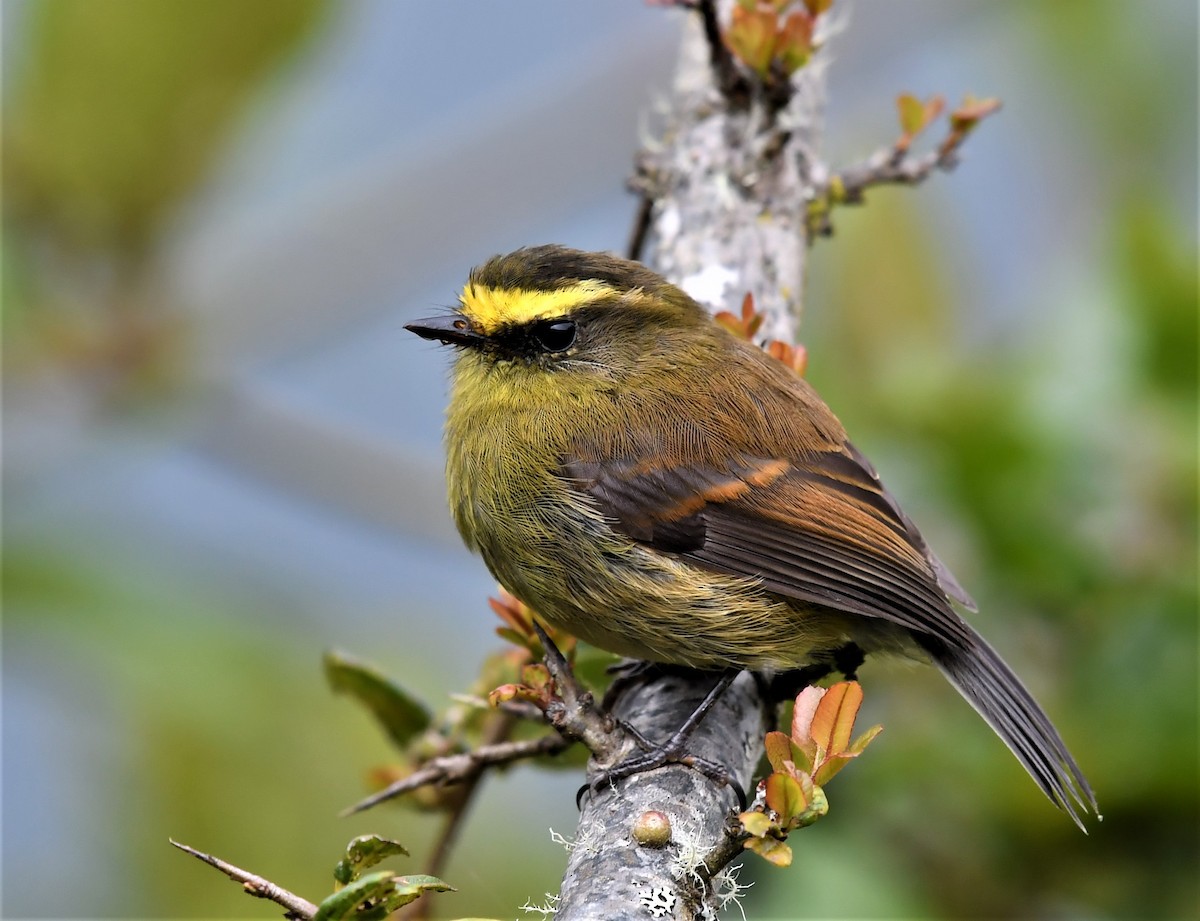 Yellow-bellied Chat-Tyrant - ML454297541