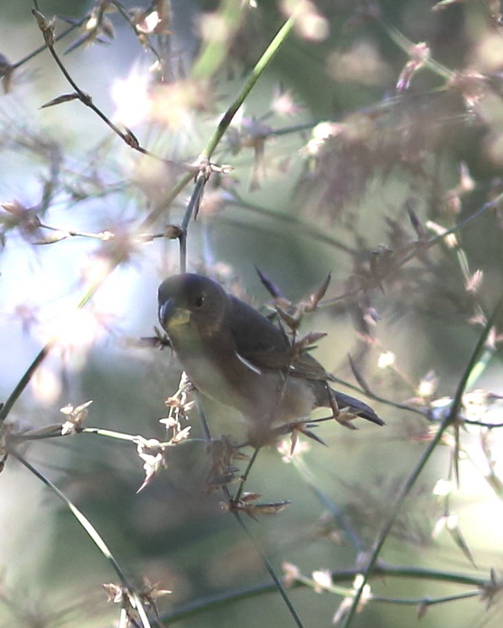 Buffy-fronted Seedeater - ML45429781