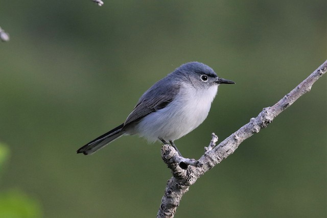 Blue-gray Gnatcatcher - eBird