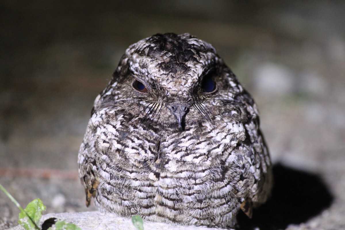 Common Poorwill - Bentley Colwill