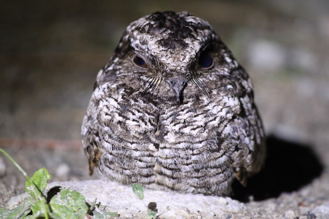 Common Poorwill at Penticton--Max Lake by Bentley Colwill