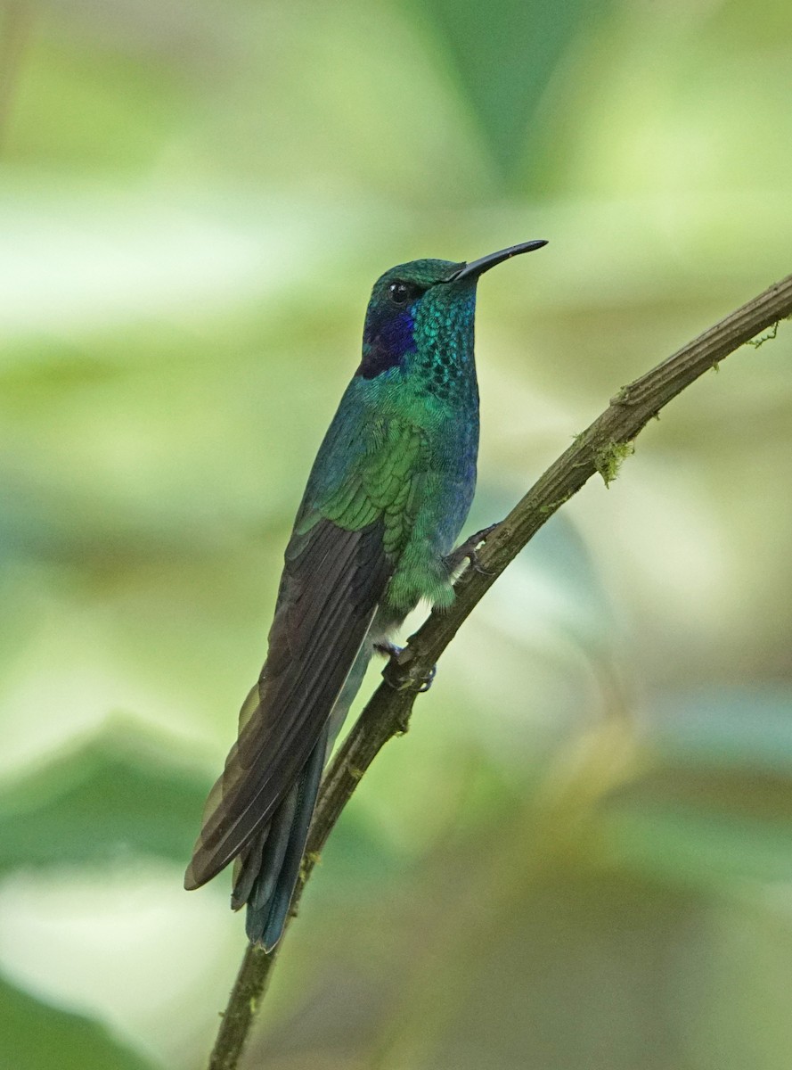 kolibřík modrouchý (ssp. cyanotus/crissalis) - ML45430711