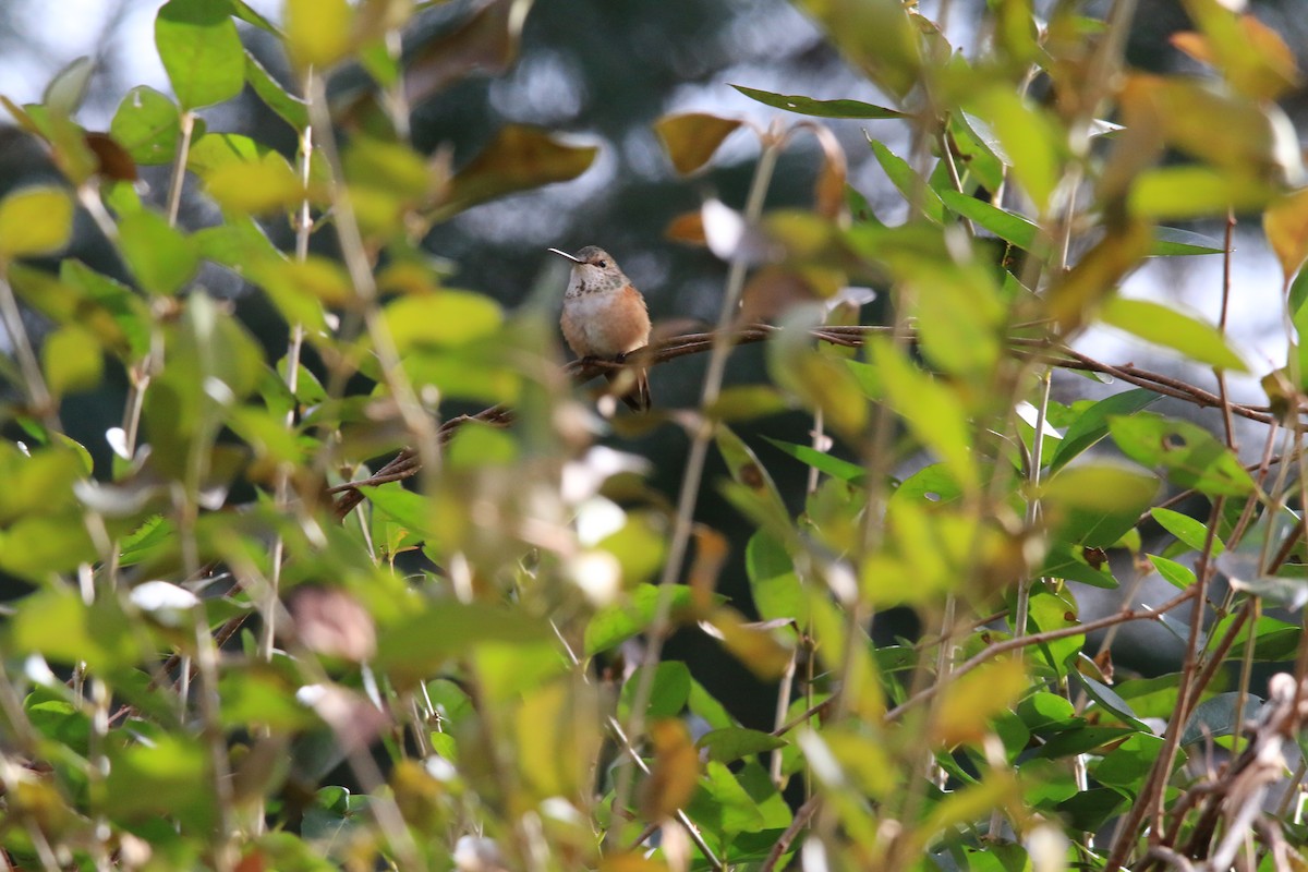 Rufous Hummingbird - ML45430771