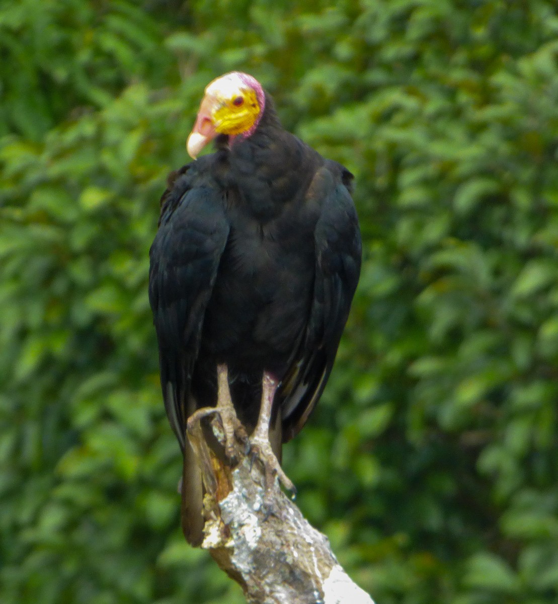 Greater Yellow-headed Vulture - ML454309431