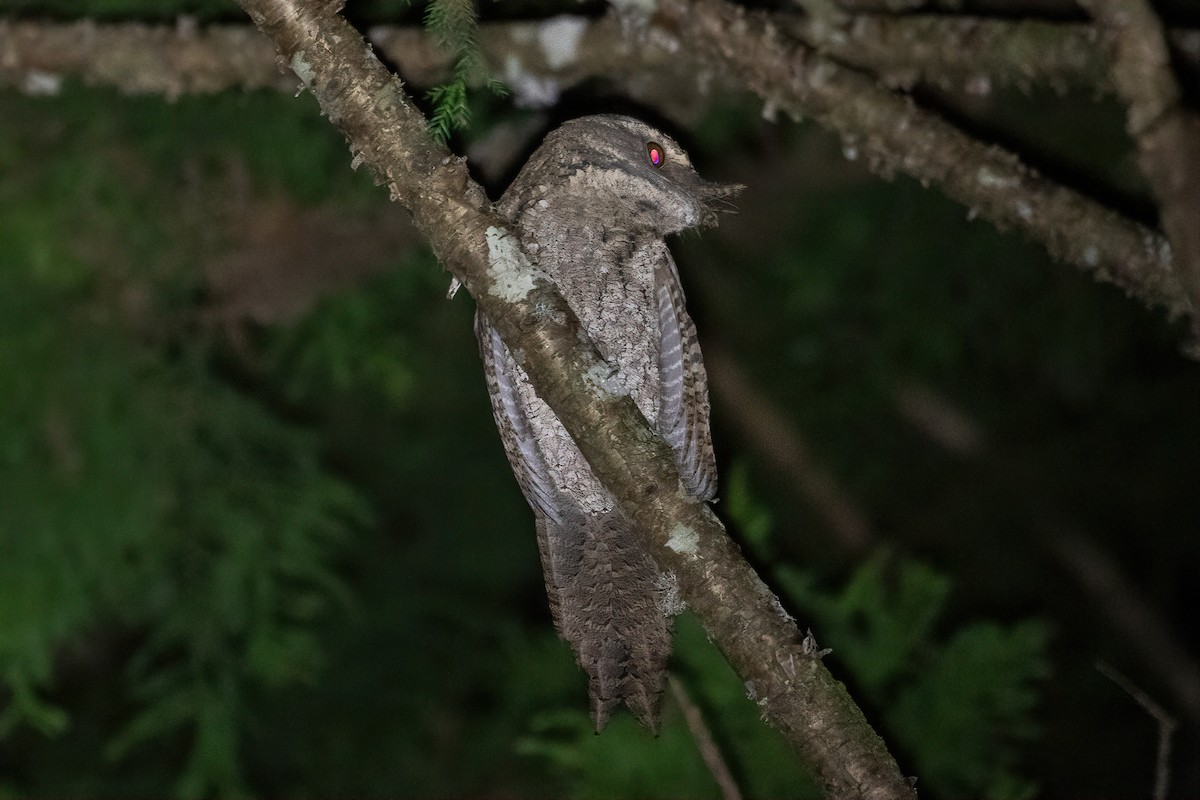 Marbled Frogmouth (Plumed) - ML454311891