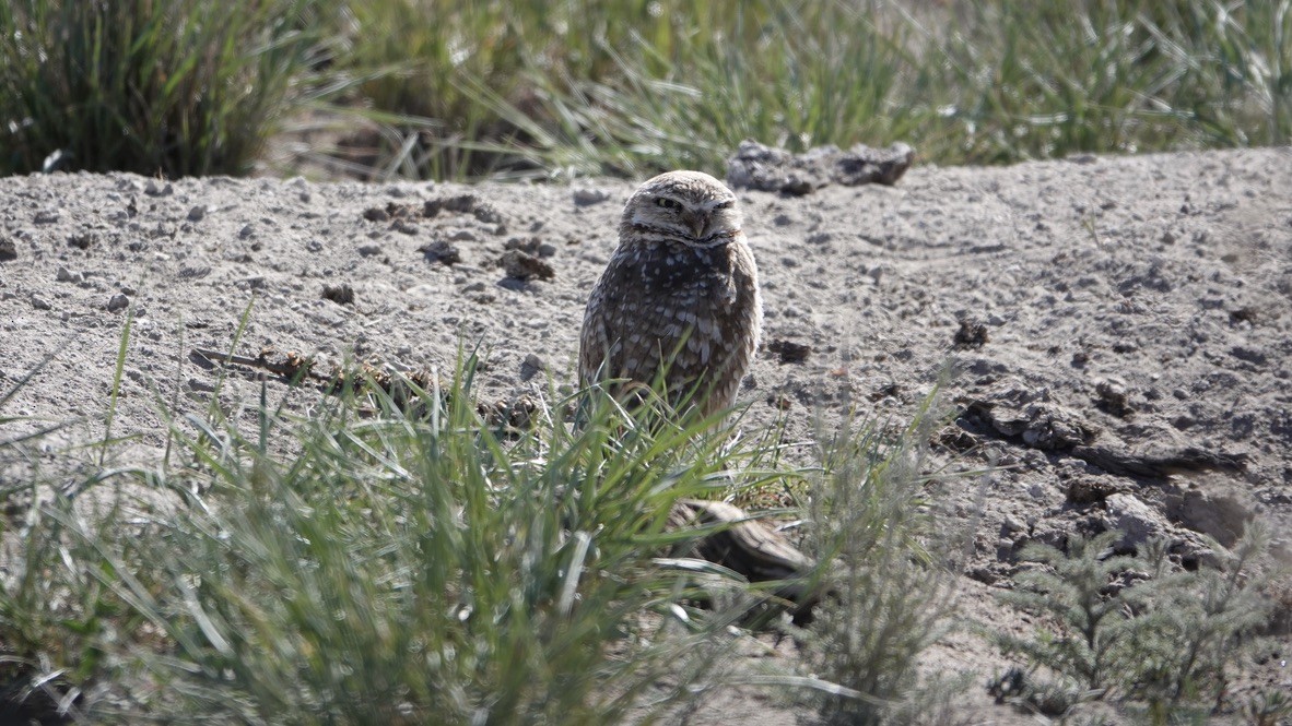 Burrowing Owl - ML454312141