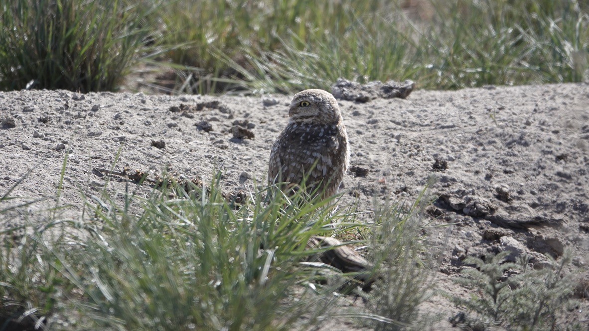 Burrowing Owl - ML454312211