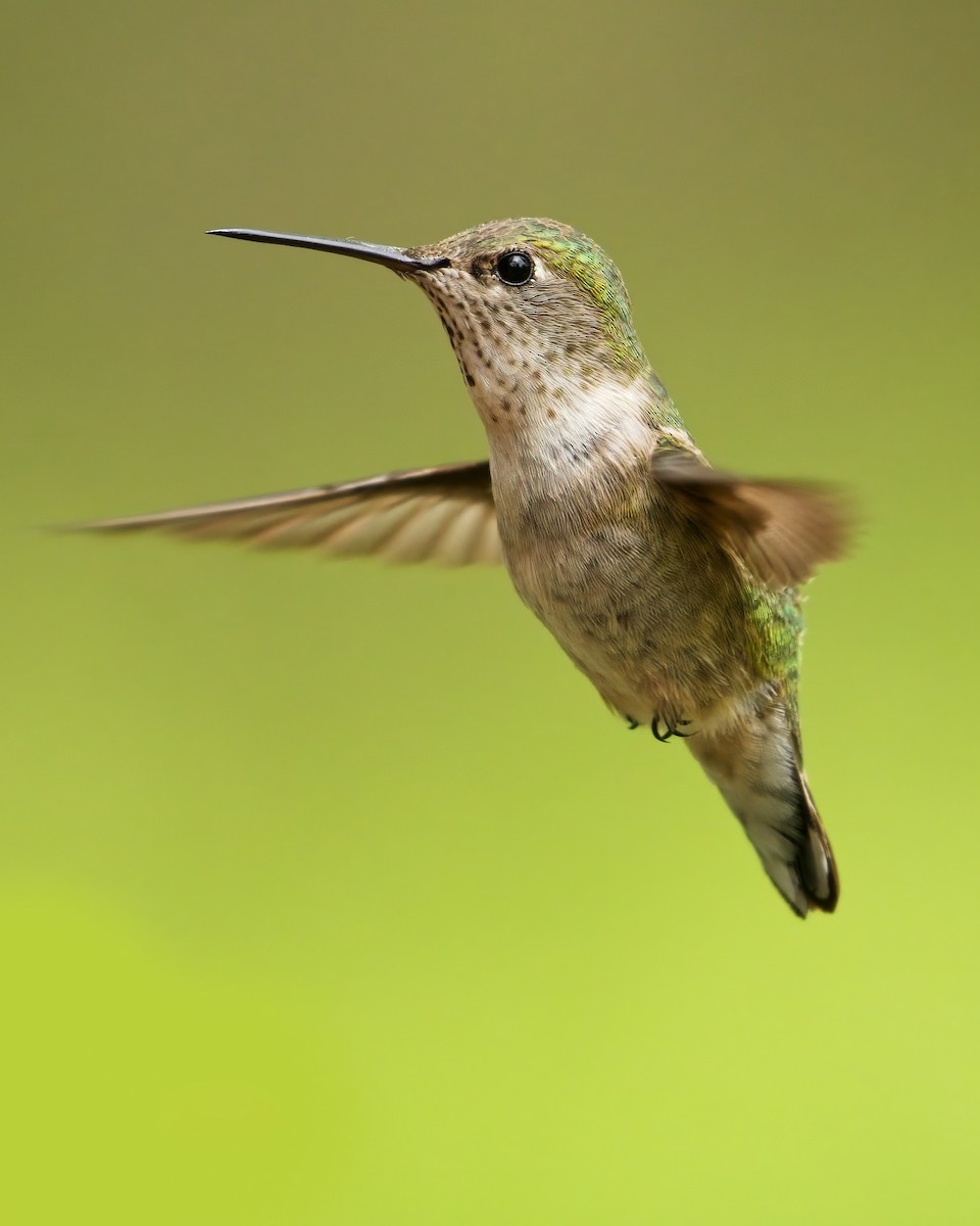 Calliope Hummingbird - James Moodie