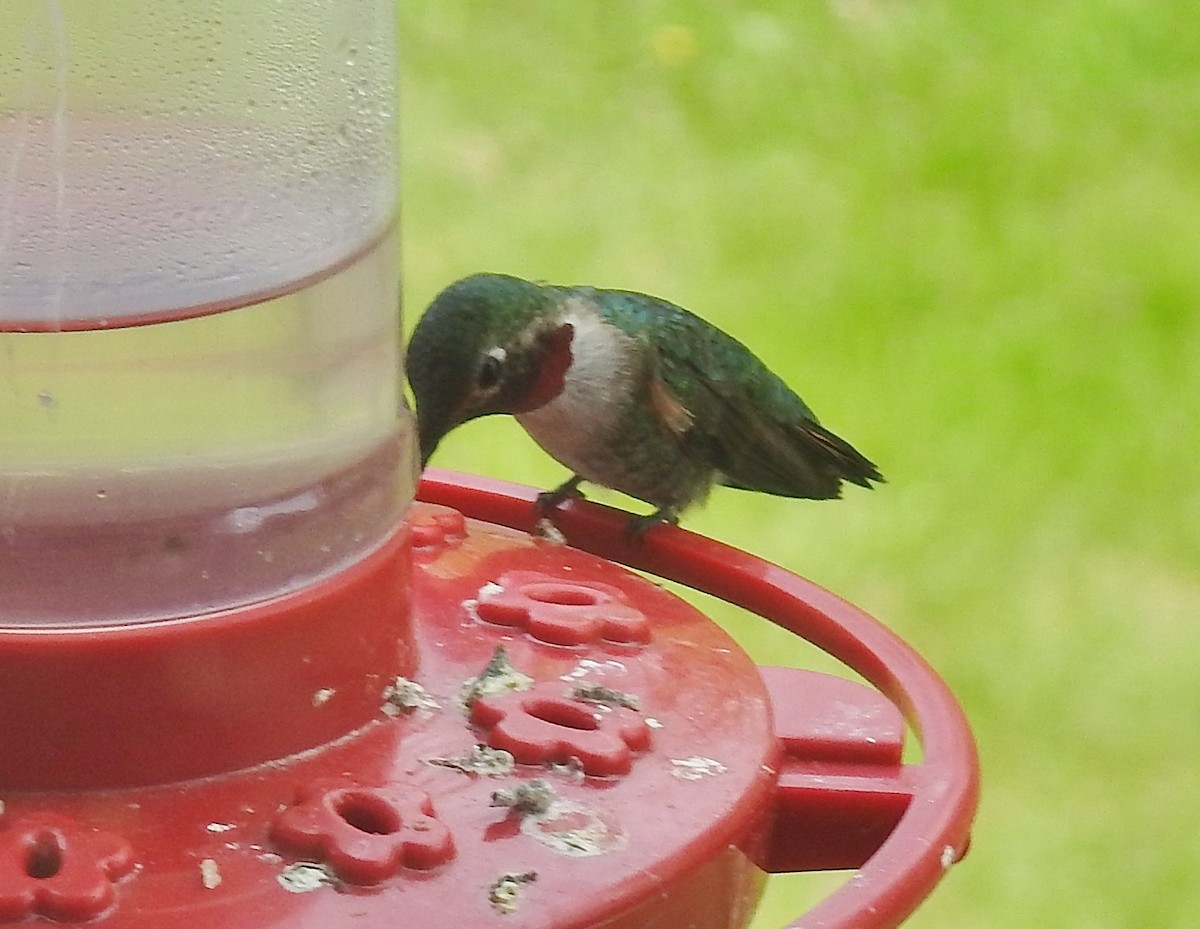 Broad-tailed Hummingbird - ML454314491