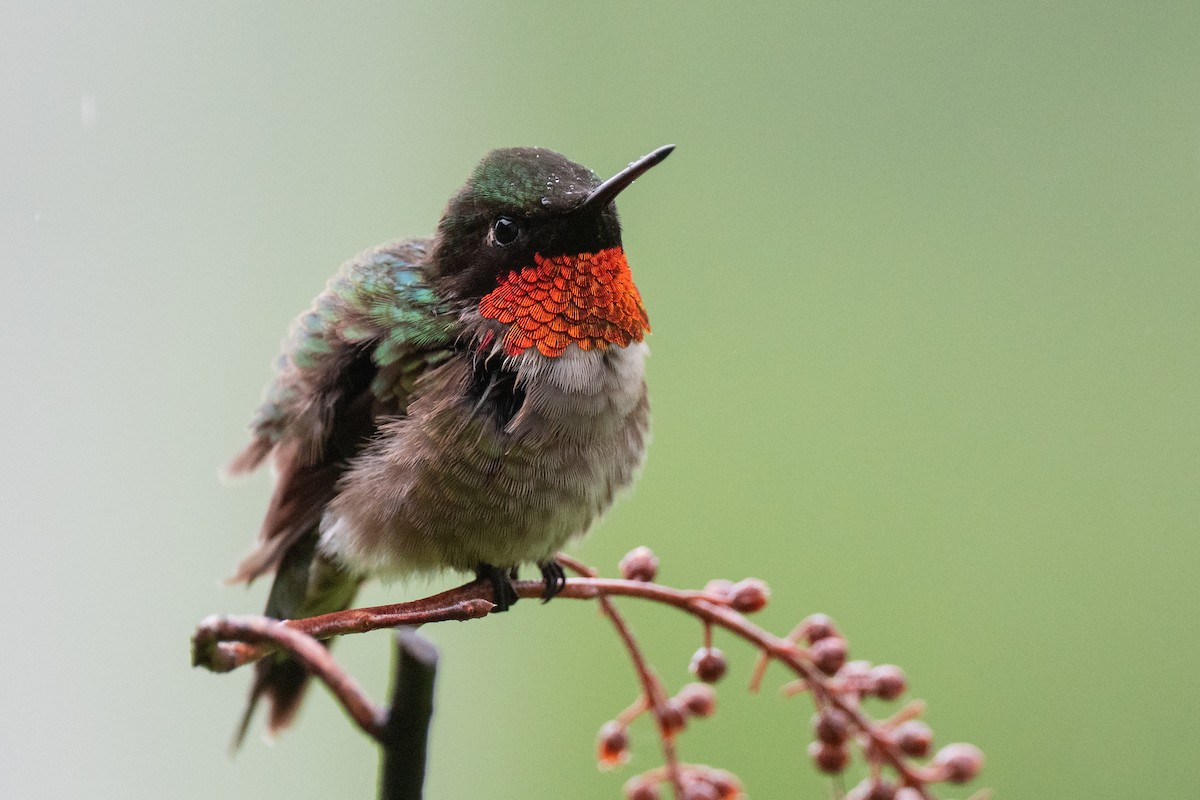 Ruby-throated Hummingbird - Mitchell Goldfarb
