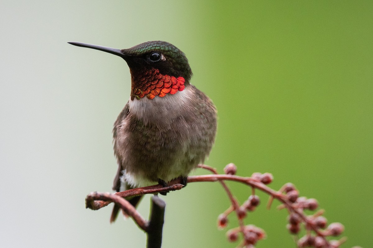 Ruby-throated Hummingbird - ML454314941