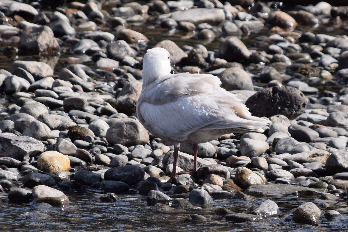 Glaucous-winged Gull - Syd Cannings