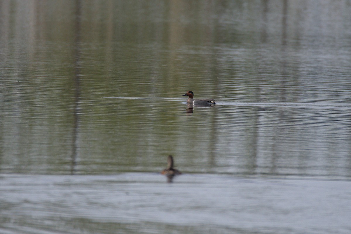 Green-winged Teal - ML454317171