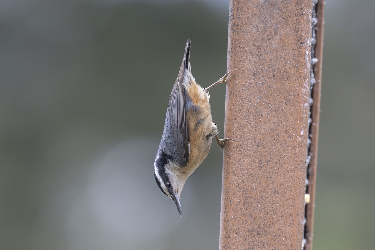 Red-breasted Nuthatch - ML454317711