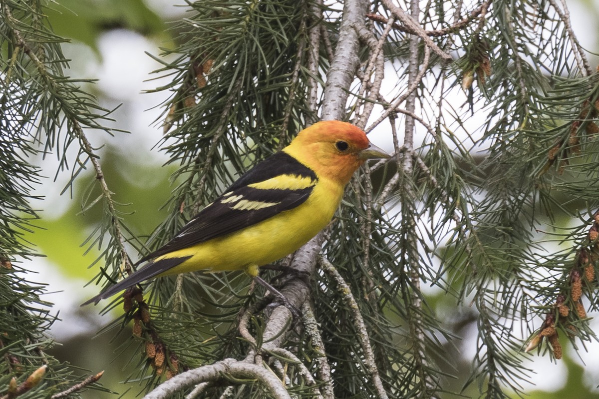 Western Tanager - ML454318421