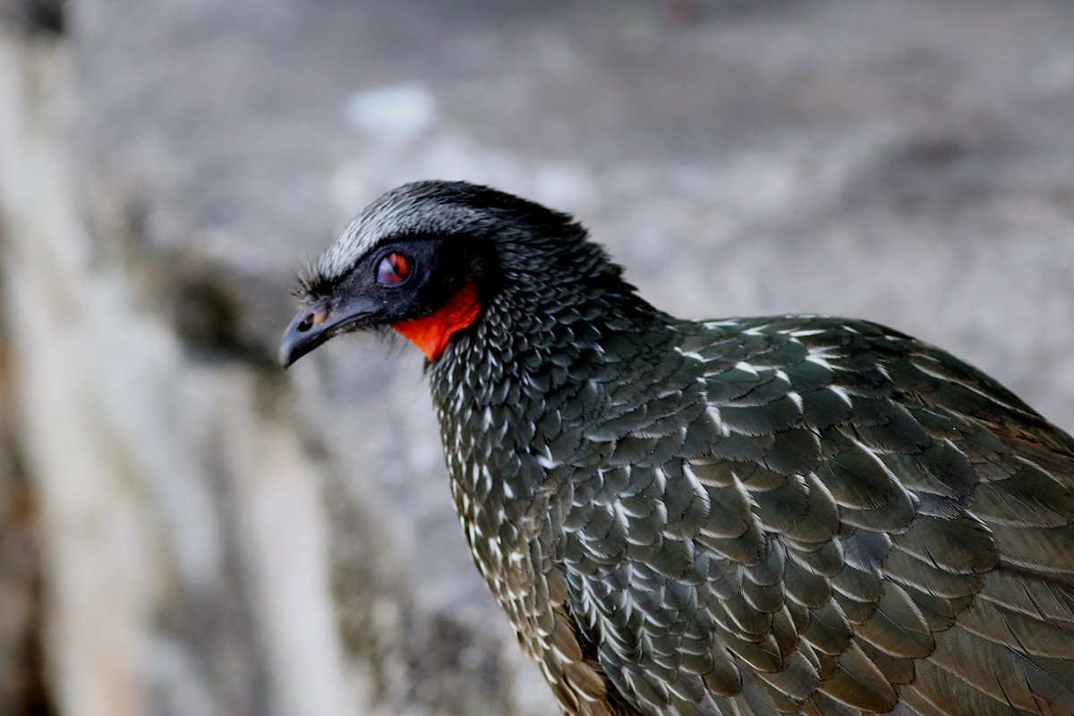 Dusky-legged Guan - Rohan van Twest