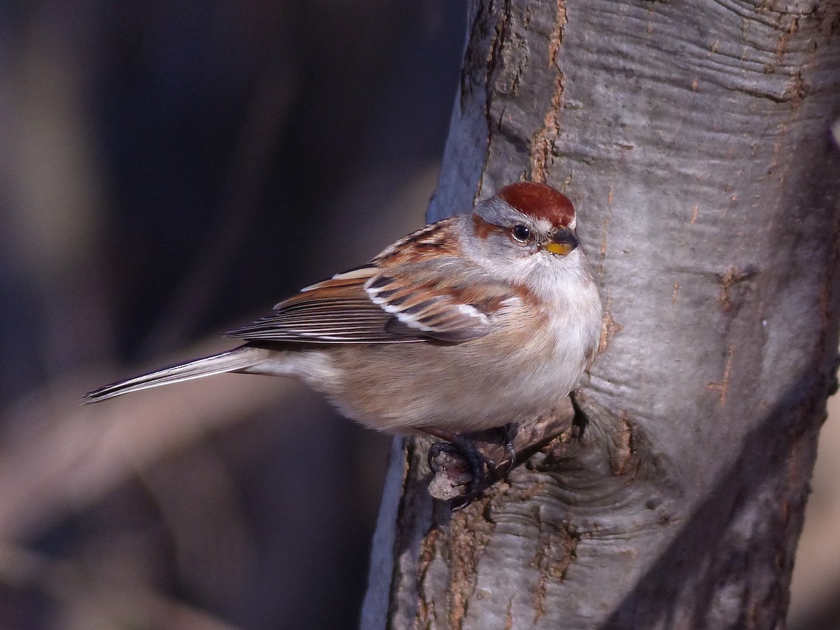 American Tree Sparrow - Jeffrey Thomas
