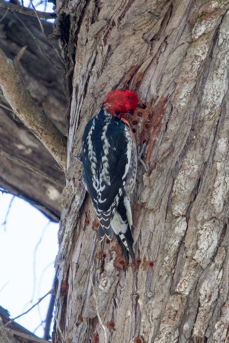 Red-breasted Sapsucker - ML45432701