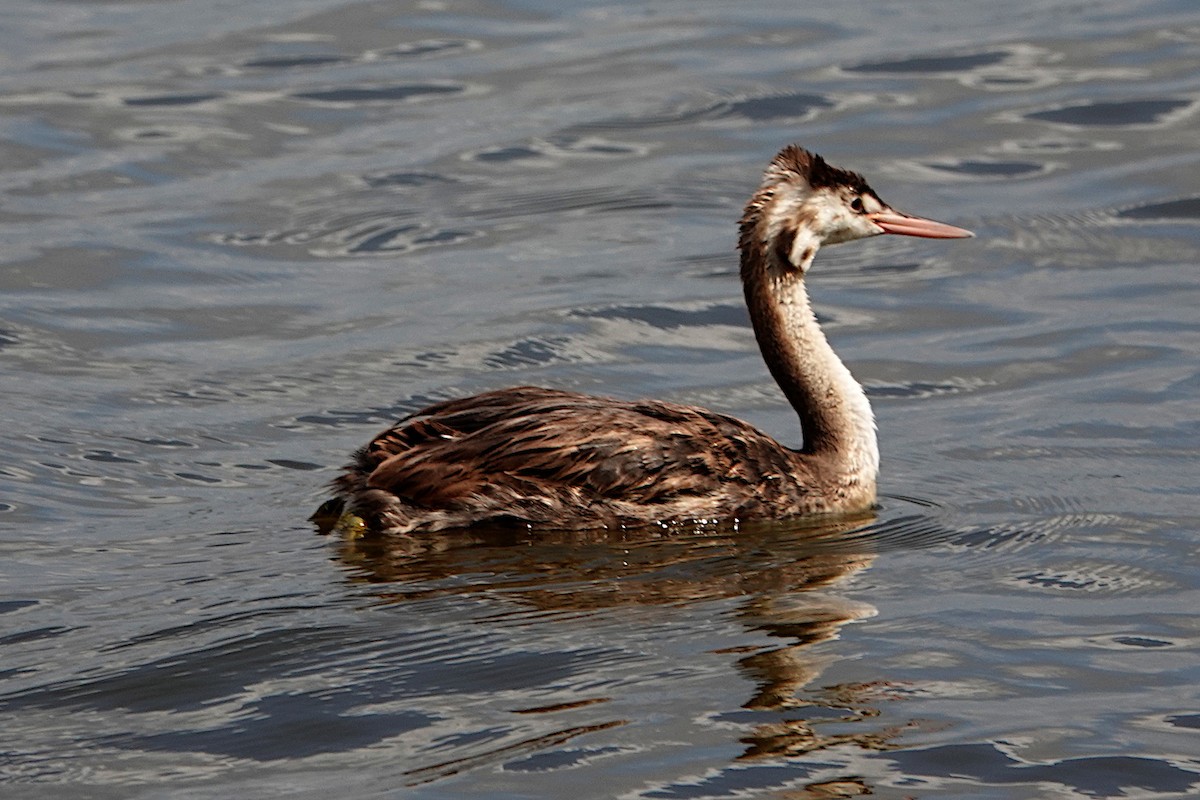 Great Crested Grebe - ML454327831