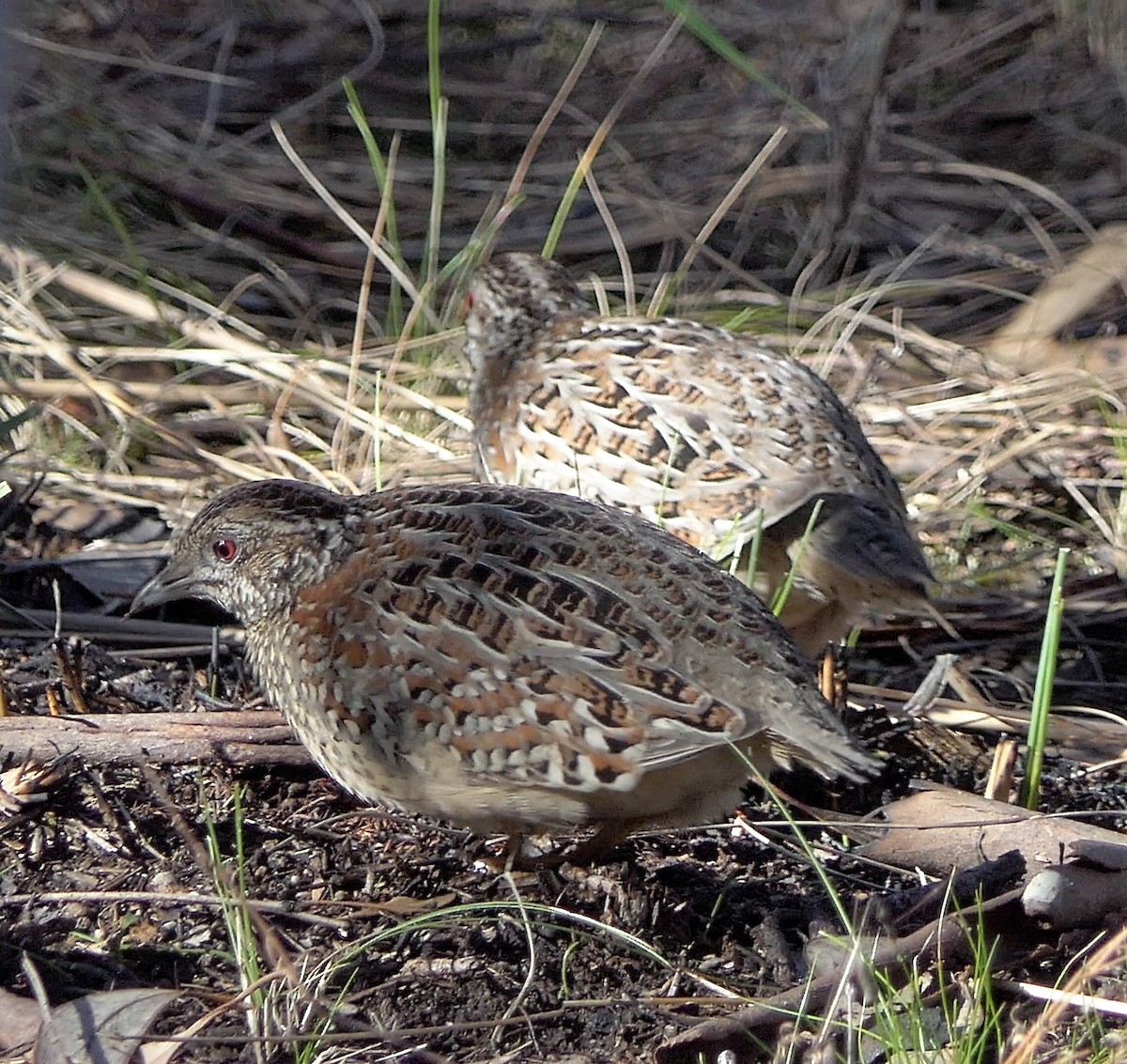 Painted Buttonquail - ML454329511