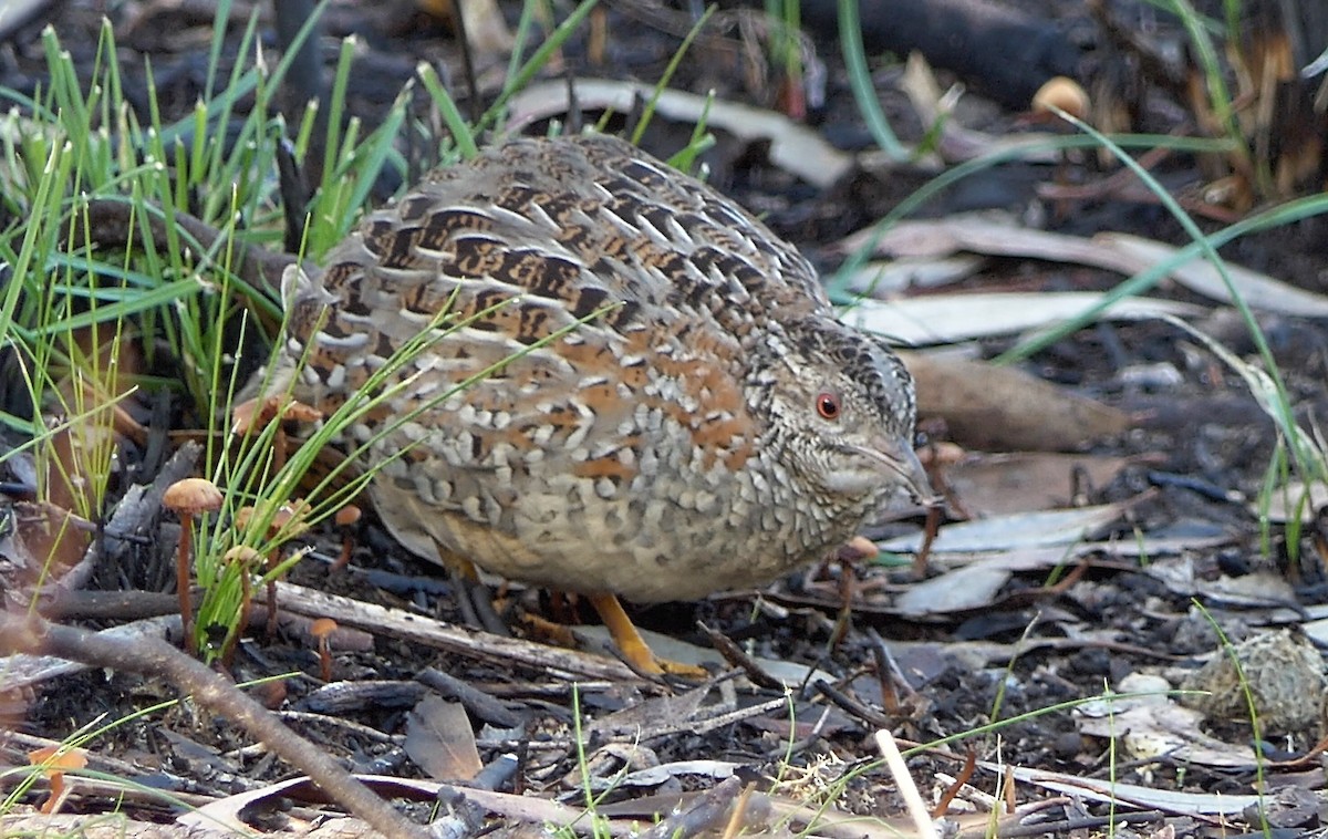 Painted Buttonquail - ML454330021