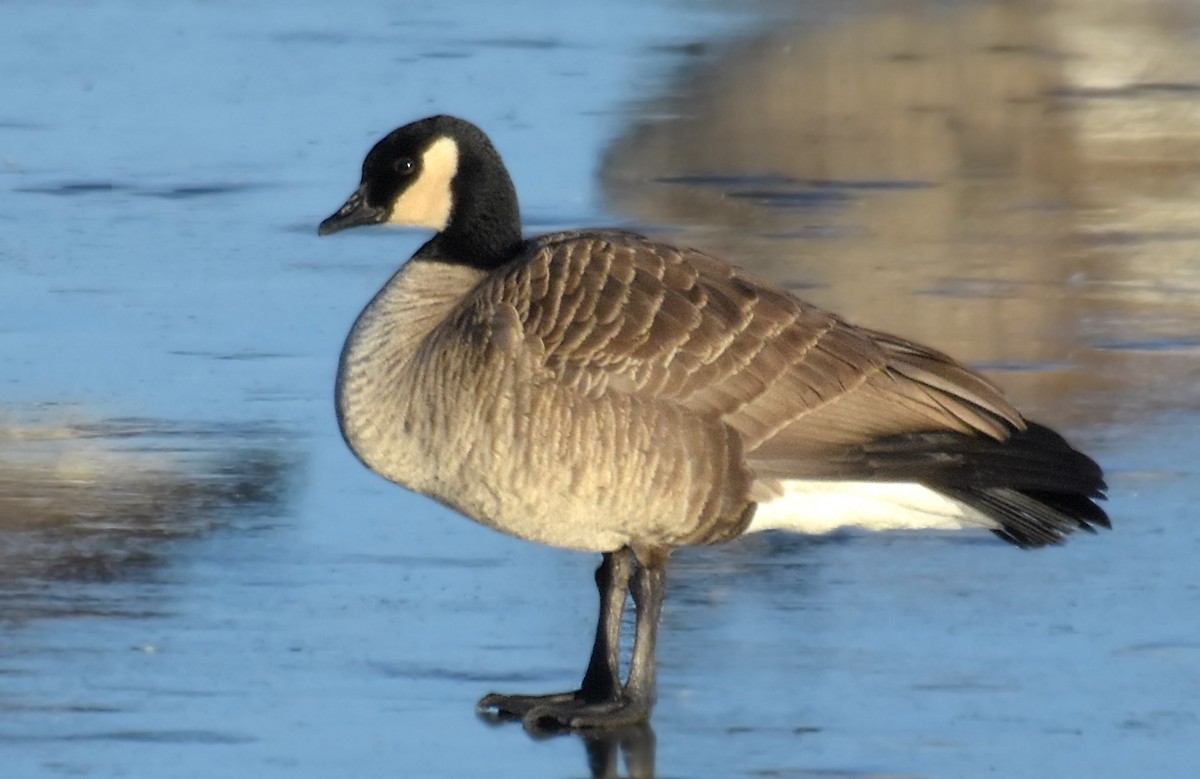 Cackling Goose (Richardson's) - ML45433101