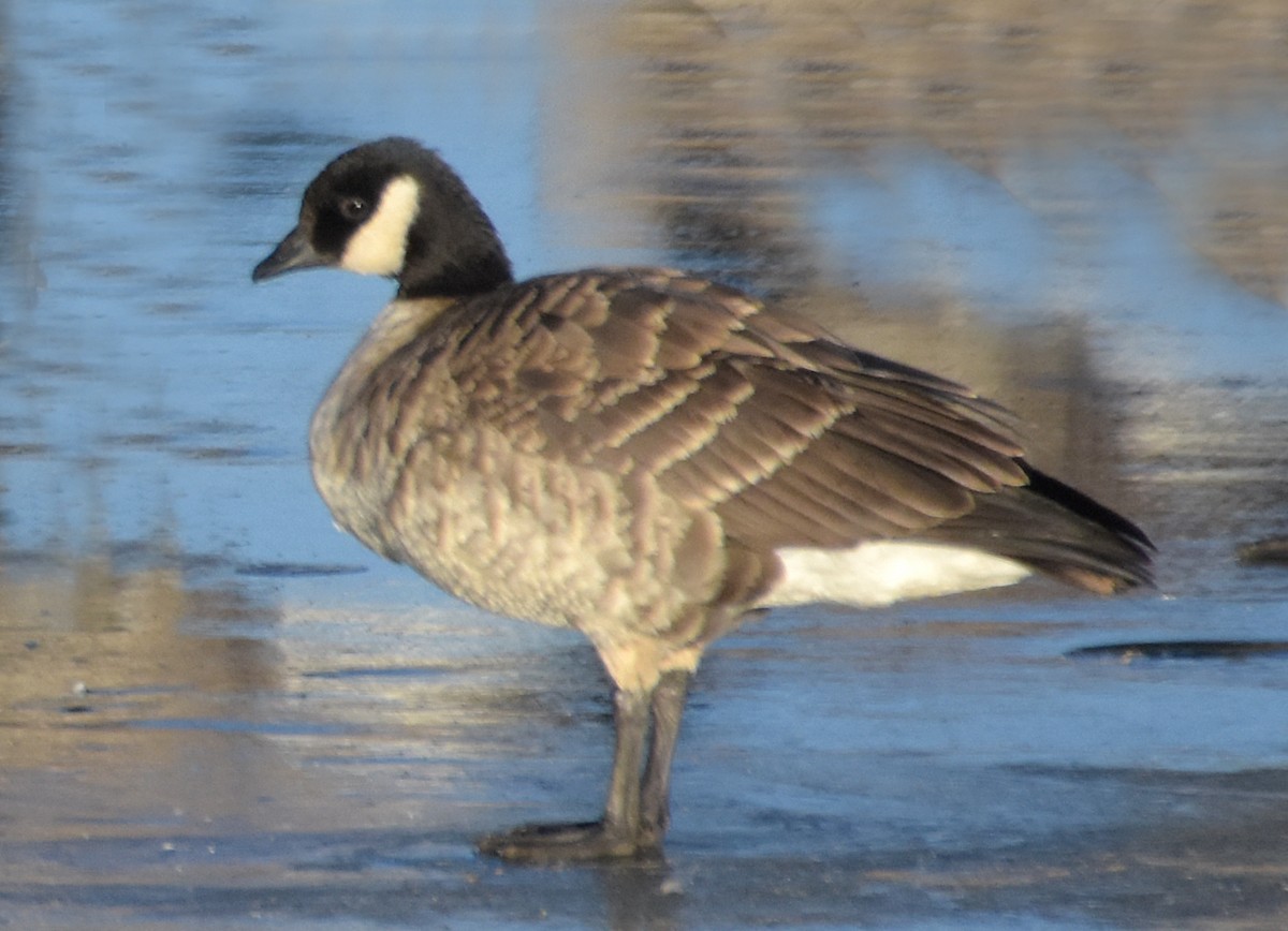 Cackling Goose (Richardson's) - Steven Mlodinow