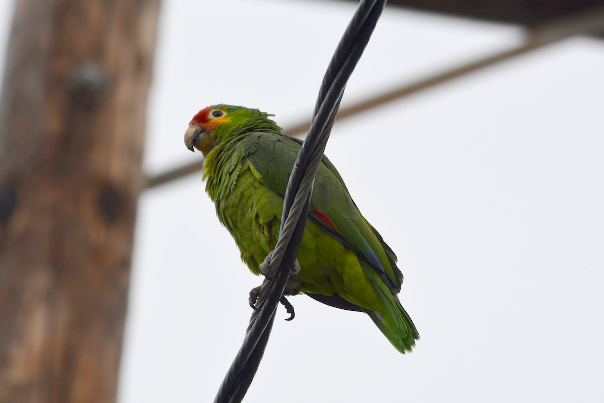 Red-lored Parrot - ML454332811