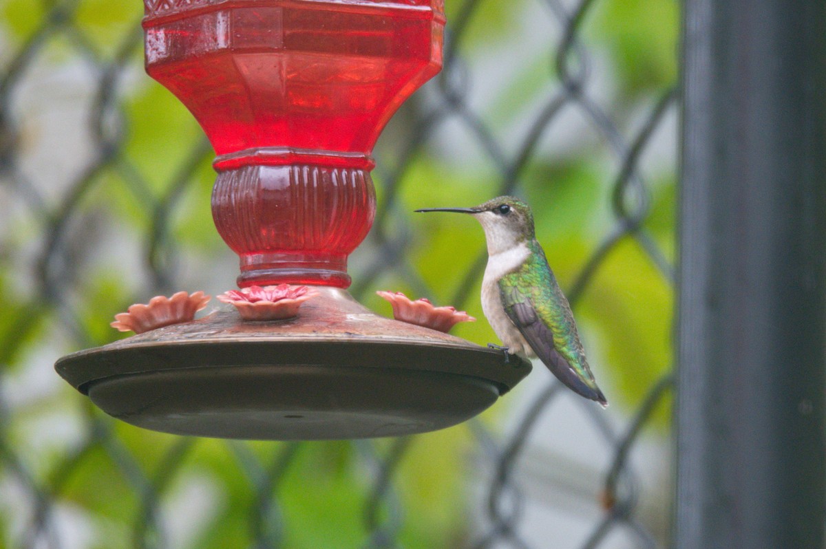 Ruby-throated Hummingbird - Leslie Correia