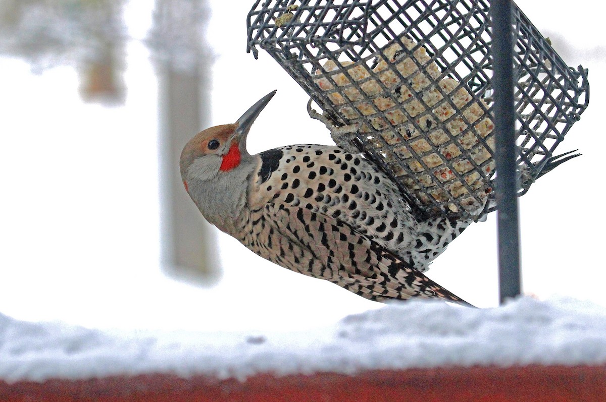 Northern Flicker (Yellow-shafted x Red-shafted) - Chuck Gates