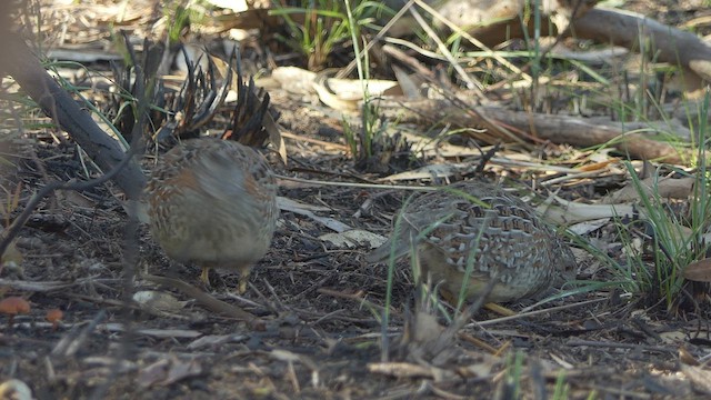 Painted Buttonquail - ML454347031